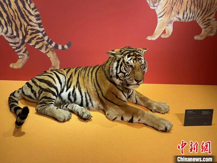 浙江推出“虎年识虎”生肖展展出多件标本和古化石